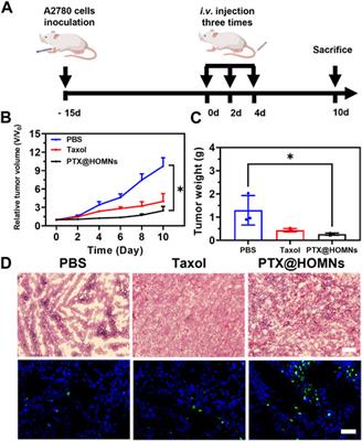 Reduction-responsive supramolecular hybridized paclitaxel nanoparticles for tumor treatment